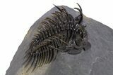 Spiny Comura Trilobite - Ofaten, Morocco #339595-1